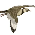 Hongshanornis