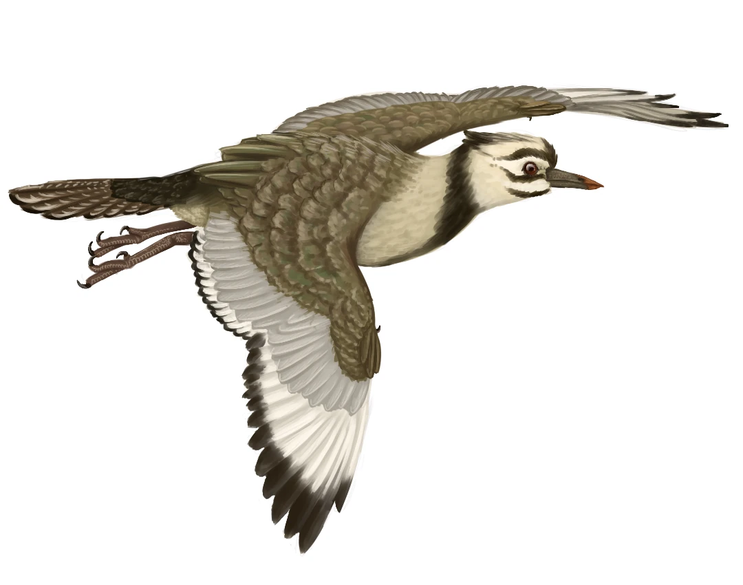 Hongshanornis longicresta