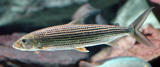 Afrotetra krátká
