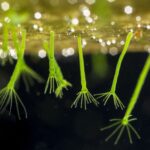 Hydras-Hydra-viridissima