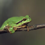 Hyla_arborea_(Marek_Szczepanek)