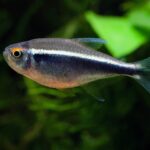 Hyphssobrycon_herbertaxelrodi