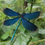 IMG_7731_1
