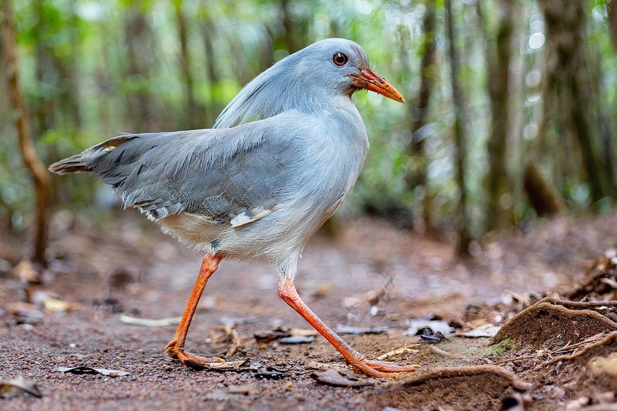 Kagu chocholatý