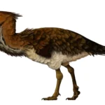 Kelenken