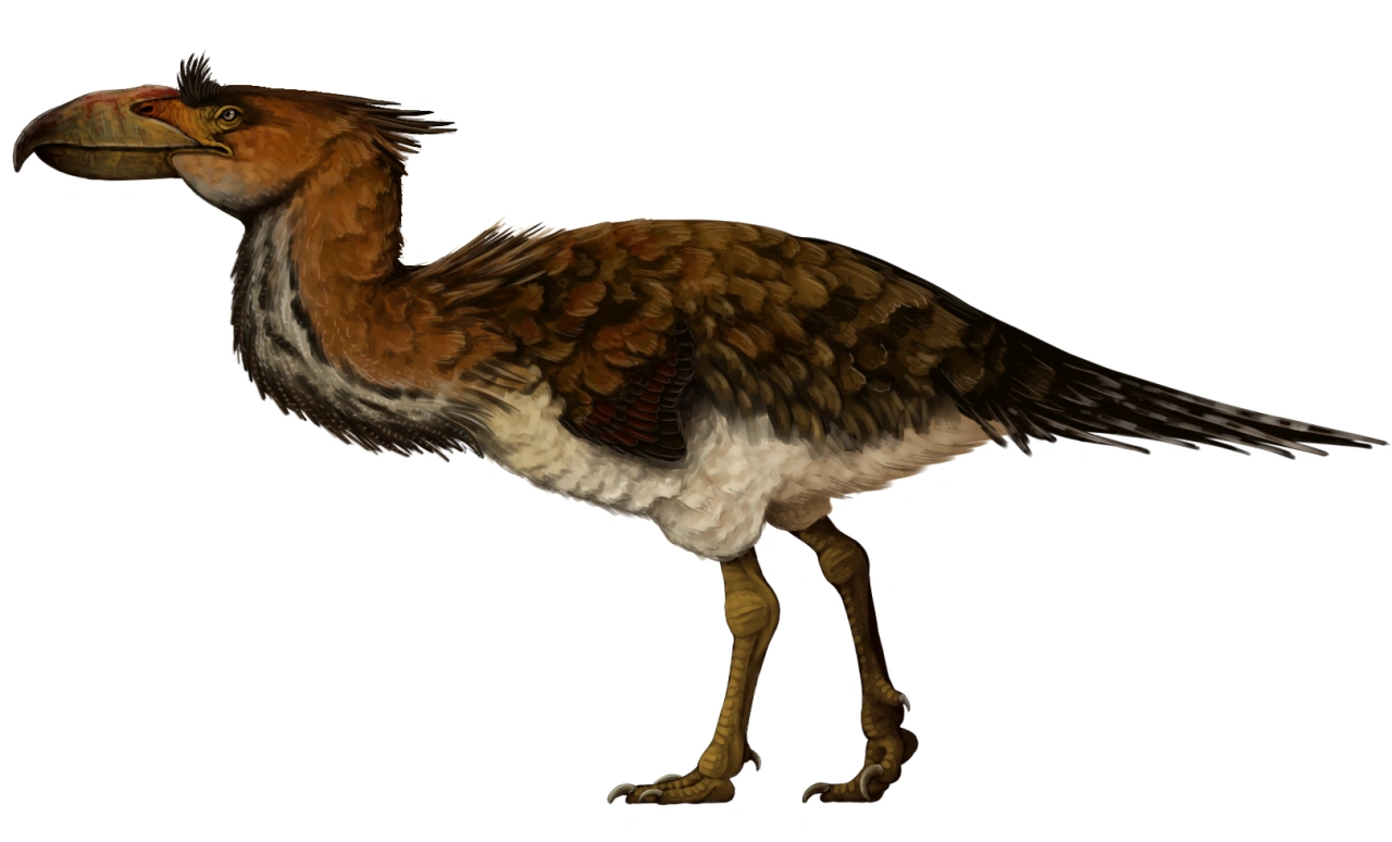 Kelenken