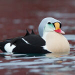 King_Eider_(Somateria_spectabilis)_(13667616745)
