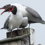 LAGU on nest box_Don_Riepe_CROP_COMP