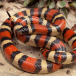 Lampropeltis-Triangulum-SSP-koralovky2