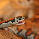 Lampropeltis_Mexicana_Greeri_(16)
