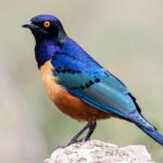 Lamprotornis_hildebrandti_230462786