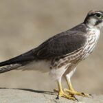 Lanner falcon, Falco biarmicus, at Kgalagadi Transfrontier Park,