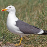 Larus-fuscus-taxbox