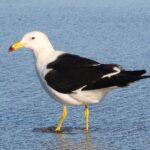Larus_atlanticus1