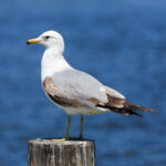 Larus_californicus_Palo_Alto_May_2011_009