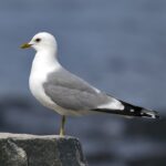 Larus_canus_Common_Gull_in_Norway