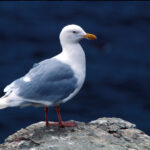 Larus_hyperboreus-USFWS