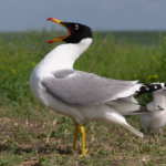 Larus_ichtyaetus_1
