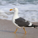 Larus_livens_2910976