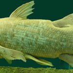 Latimérie podivná Latimeria_Chalumnae_-_Coelacanth_-_NHMW