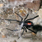 Latrodectus_mactans_5