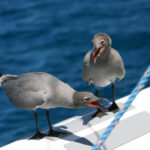 Lava_gull_pair