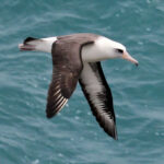 Laysan_Albatross_RWD2