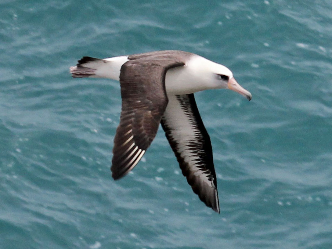 Albatros laysanský