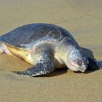 Lepidochelys_olivacea