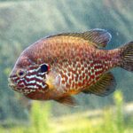 Lepomis_gibbosus_PAQ