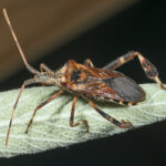 Leptoglossus occidentalis MHNT