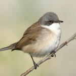 Lesser Whitethroat (Sylvia curruca)