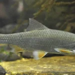 Leuciscus_leuciscus_hf0164-1.jpg