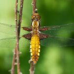 Libellula-depressa-20120529_-IMGP2063_-berlin