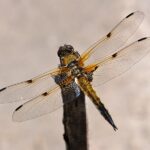 Libellula_quadrimaculata_qtl2