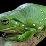 Litoria_caerulea
