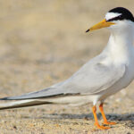 Little-tern-800