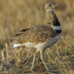 Little_Bustard_(Tetrax_tetrax),_Castuera,_Extremadura,_Spain