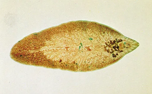 Metorchis conjunctus