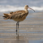 Long-billed_curlew_at_Drakes_Beach,_Point_Reyes