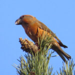 Loxia_pytyopsittacus,_Budby_Common_1