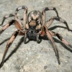 Lycosa_aragogi