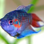 Macropodus_opercularis_-_front_(aka)