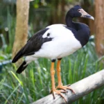 Husovec strakatý Magpie-goose.jpg
