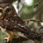 Male_Northern_Saw-whet_Owl_(7364047820)