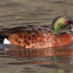 Male_chestnut_teal