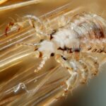 Pediculus humanus capitis