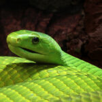 Mamba_Dendroaspis_angusticeps