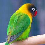 Masked_Lovebird_(Agapornis_personata)_-Auckland_Zoo