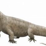 Megalania